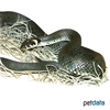 Natrix natrix European Grass Snake