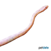 Pantherophis guttatus Eastern Corn Snake Snow