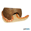 Pantherophis guttatus Eastern Corn Snake Reverse Okeetee