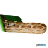 Pantherophis guttatus Eastern Corn Snake Caramel