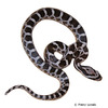 Pantherophis emoryi Great Plains Rat Snake