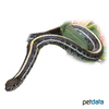 Thamnophis radix Plains Garter Snake