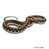 Thamnophis cyrtopsis Blackneck Garter Snake