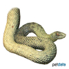 Malpolon monspessulanus Montpellier Snake