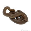 Thamnophis melanogaster Blackbelly Garter Snake