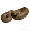 Crotalus willardi Ridge-nosed Rattlesnake