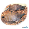Rhinoclemmys pulcherrima rogerbarbouri Western Mexican Wood Turtle