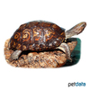 Rhinoclemmys pulcherrima manni Central American Wood Turtle