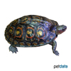 Rhinoclemmys pulcherrima Painted Wood Turtle