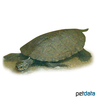 Mauremys rivulata Western Caspian Turtle