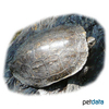 Mauremys caspica Caspian Turtle
