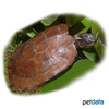 Geoemyda spengleri Black-breasted Leaf Turtle