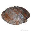 Cyclemys dentata Asian Leaf Turtle