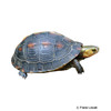Cuora flavomarginata evelynae Chinese Box Turtle