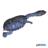 Chelodina longicollis Common Snake-necked Turtle