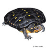 Clemmys guttata Spotted Turtle