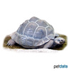 Chelonoidis niger Charles Island Giant Tortoise