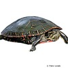 Chrysemys picta belli Western Painted Turtle