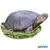 Pelusios subniger East African Black Mud Turtle