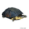 Pelusios niger West African Black Forest Turtle