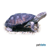 Pelusios castaneus African Mud Turtle