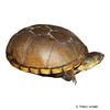 Kinosternon flavescens Yellow Mud Turtle