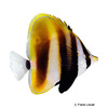 Coradion altivelis Highfin Coralfish