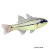 Ostorhinchus sealei Seale's Cardinalfish