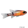 Apogon townsendi Red Belted Cardinalfish