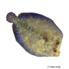 Bothus lunatus Peacock Flounder