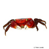 Metasesarma aubryi Chamaeleon Crab