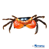 Metasesarma aubryi Red Apple Crab