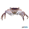Metasesarma obesum Marble Crab