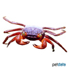 Geosesarma pontianak Mandarin Crab