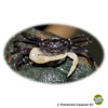 Geosesarma sp. 'Borneo' White Claw Vampire Crab