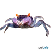 Geosesarma dennerle Purple Vampire Crab
