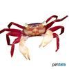 Geosesarma cf. notophorum Whitearm Mandarin Crab
