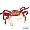 Geosesarma notophorum White Claw Mandarin Crab