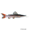 Hemibagrus wyckioides Asian Red Tailed Catfish