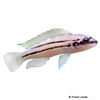Chalinochromis sp. 'bifrenatus' Striped Chalinochromis Bifrenatus