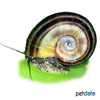 Marisa cornuarietis Colombian Ramshorn Snail