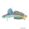 Ptereleotris grammica Lined Dartfish