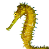 Hippocampus histrix Thorny Seahorse