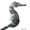 Hippocampus comes Tiger Tail Seahorse