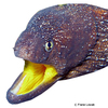 Gymnothorax nudivomer Yellowmouth Moray