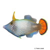Pervagor spilosoma Fan-tailed Filefish