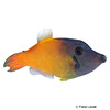 Pervagor melanocephalus Blackheaded Filefish