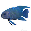 Paraplesiops meleagris Blue Devilfish