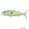 Mulloidichthys flavolineatus Yellowstripe Goatfish