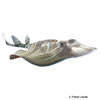 Trygonorrhina fasciata Eastern Fiddler Ray